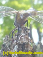 /home//u458753944/public_html/sourcegallery////////////Insects and small critters/dragonflies and damselflies/P1070475.JPG